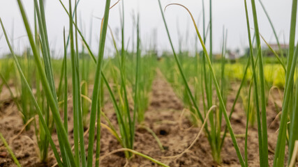 Close-up of young green onion plants sprouting in a cultivated field, symbolizing sustainable agriculture and fresh farm produce