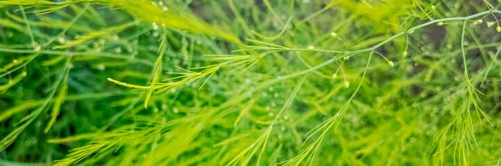 Lush green asparagus fern foliage symbolizes rejuvenation and growth, perfect for Earth Day or gardening concepts