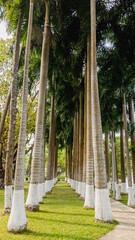 A row of tall palm trees with painted white trunks lining a tranquil park path, evoking a tropical holiday feel