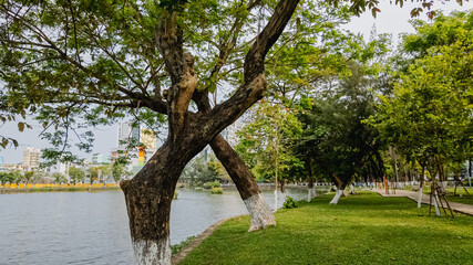 Beautiful urban parkland with intertwining trees by a serene lake, ideal for nature walks and relaxation in the city
