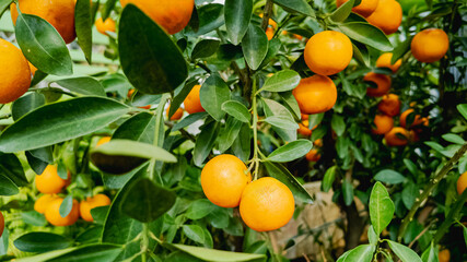 Close-up of ripe oranges hanging on tree branches, symbolizing harvest season and natural organic farming