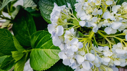 Close-up of blooming white hydrangea flowers with green leaves, perfect for spring gardening and nature-themed projects