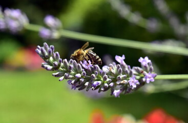 Obraz premium Biene auf einer Lavendelblüte