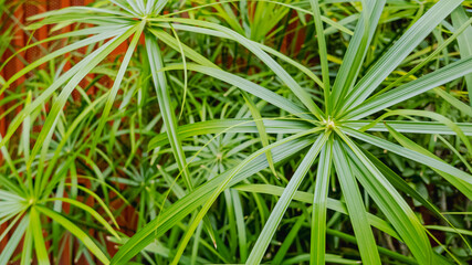 A close-up of lush green papyrus plant leaves symbolizing tropical gardening and natural decoration...