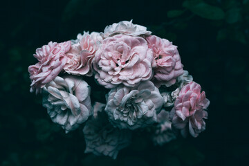 A close up of pink garden roses with rain drops