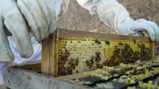 Frame of honey bees being pulled for hive inspection. 
