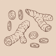 Ginger hand drawn illustration. Vector isolated branch ink style.