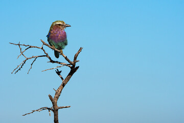 Colorful bird ( lilac breasted roller ) on tree branch