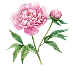 Watercolor Illustration of a Peony plant, isolated on a white background, Peony flower vector