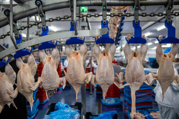 Chickens in slaughterhouse hanging on conveyor line