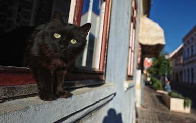 Curious black cat in windows in city