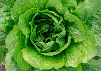 Single Green salad lettuce in garden.