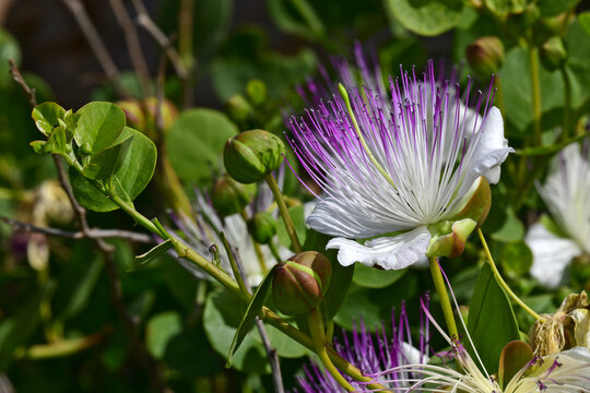 Bl&uuml;te der Kaper / Echter Kapernstrauch // Flower of the caper / Caper bush (Capparis spinosa)
