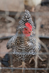 Barred Rock Hen Chicken Chick in the Coop