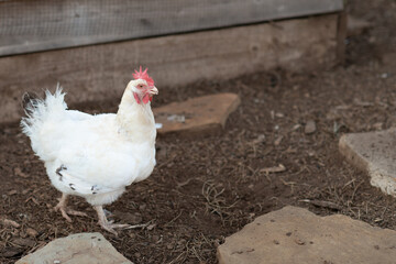 White Delaware Chicken Chick in the Coop 