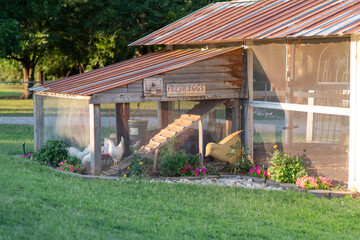Chickens in Chicken Coop