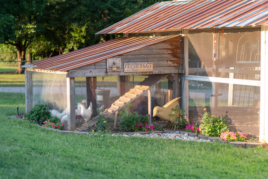 Fototapeta Chickens in Chicken Coop