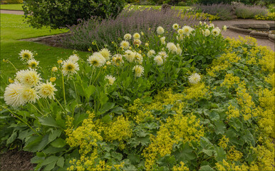 Obraz premium Border of white and lemon Dahlia flowers
