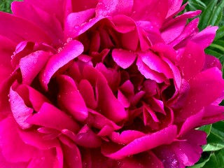 Peony flower pink wet petals with rain drops