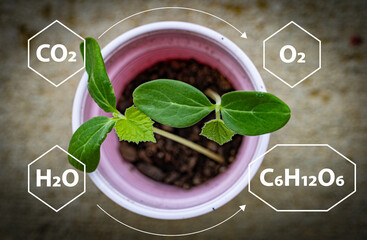 Chemical elements and reactions involved in photosynthesis depicted graphically around a small plant seedling potted in a plastic cup.
