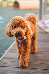 A brown Maltese dog or a poodle, walking outdoors