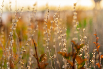 Blades of grass in the sunset light, natural background
