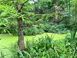 The surface of the pond covered with duckweed and lily pads.A view of a pond in the middle of the...