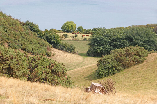 Coast of South Devon above Maidencombe	