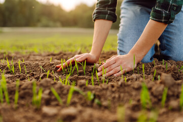 Female hand touching green leaves of young wheat in the field close-up. Woman agronomist examining plant sprout. Concept of natural farming, agriculture.