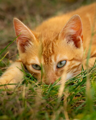 Baby cat resting on a hot day.