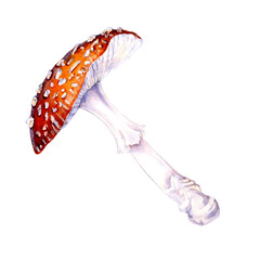 Poisonous forest mushroom red fly agaric isolated on a white background. Watercolor illustration for postcard template, textile for autumn holiday, harvest day, magic, witches, poison, medicine tea