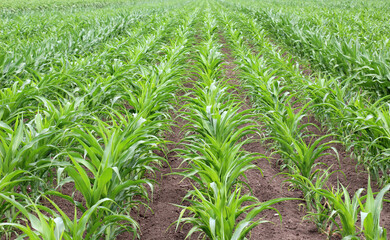 Young corn grows on the farmer's field.