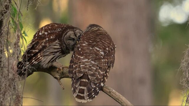 Barred owl pair in Florida 