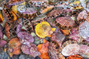 Natural colorful background with alive different types of mollusks, seashells, Mimachlamys senatoria, scallops, marine bivalve molluscs in the water. © Cristi