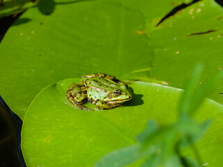 frog sitting on a leaf  in sunshine