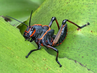 A colorful grasshopper eating on a leaf in Costa Rica