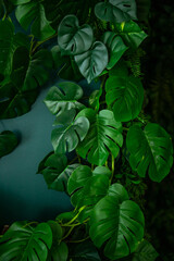 a plant with green leaves