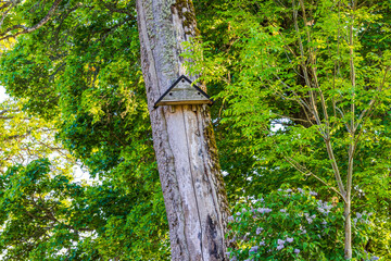 Triangular birdhouse on a moss-covered tree trunk with peeling bark in the summer sunlight. Sweden.
