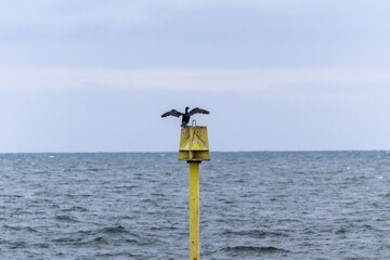 A cormorant sits on a pole in the middle of the sea and dries its wings. Early morning view, wallpaper. Scotland