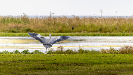 Grey Heron, Ardea cinerea, hunting in the lake, with spread wings getting ready to fly. Close Up. Highlands, Scotland