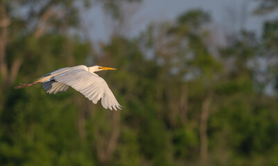 Closeup of a great egret, or white heron, flies past a grove of trees.