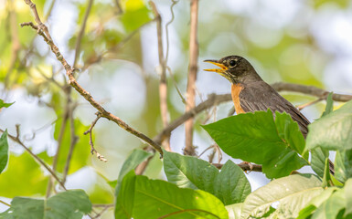 American robin perched in a tree.