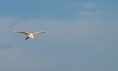 Great egret, or white heron, flying against a blue sky with clouds.