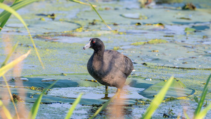 Closeup of an American coot standing in the shallow water of a lily pad in a lake.