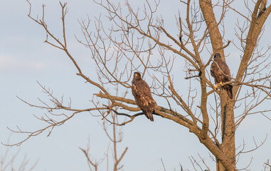 Juvenile bald eagles perching in a dead tree.