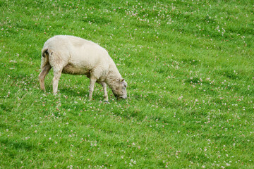 Deichschaf frisst Gras auf dem Deich