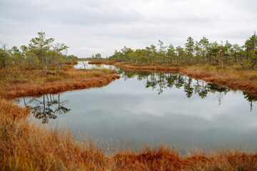 Still water with trees in the swamp land of Kemeri National Park in Latvia. Early morning delight.