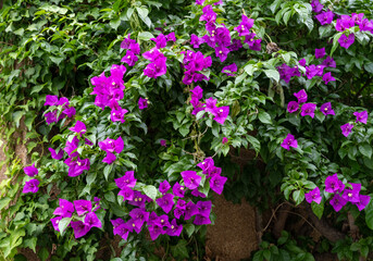 縦にしだれるように咲くたくさんの赤紫の花