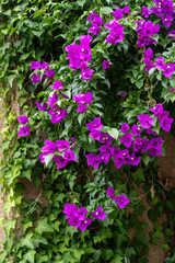 赤紫の横に広がるたくさんの花