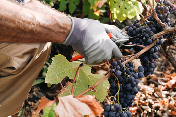 Food business, Grapes agriculture. Farmer harvesting fruits for wine production at vineyard...